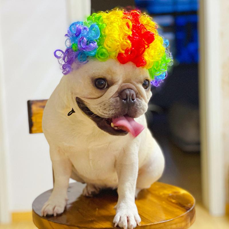 Pet Wigs