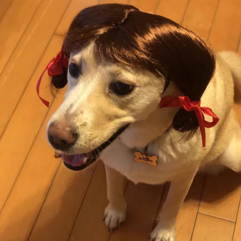 Pet Wigs