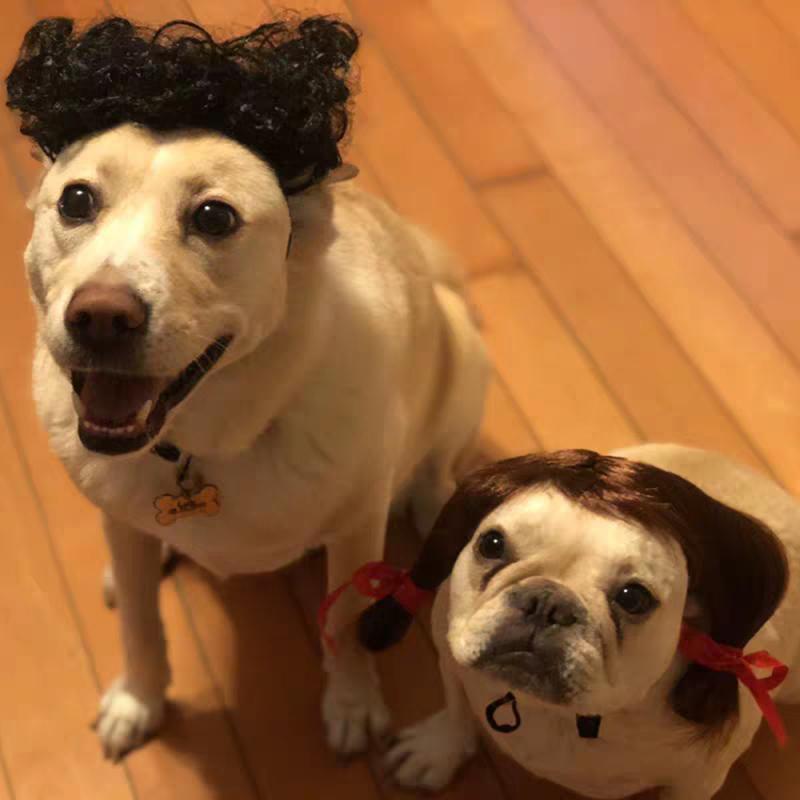 Pet Wigs