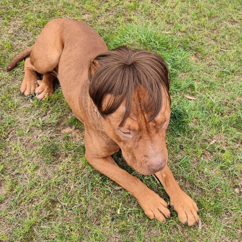 Pet Wigs