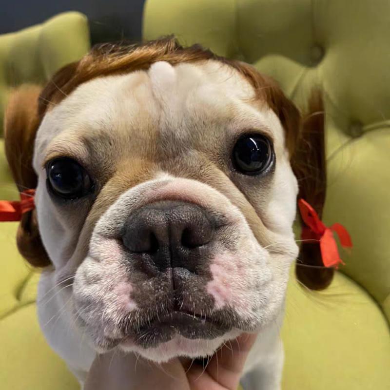 Pet Wigs