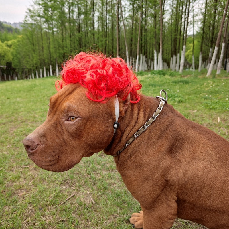 Pet Wigs