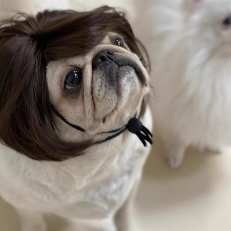 Pet Wigs
