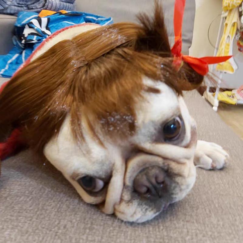 Pet Wigs