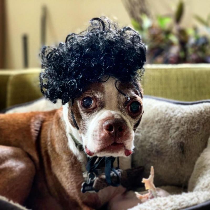 Pet Wigs