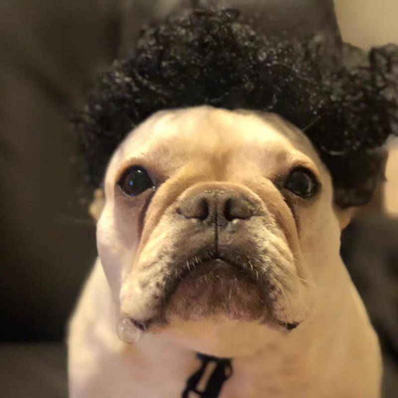 Pet Wigs