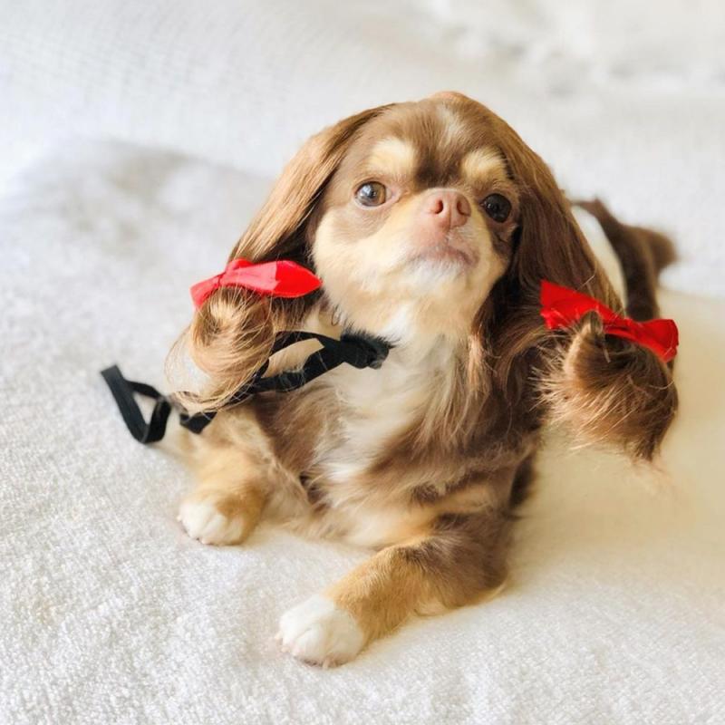 Pet Wigs